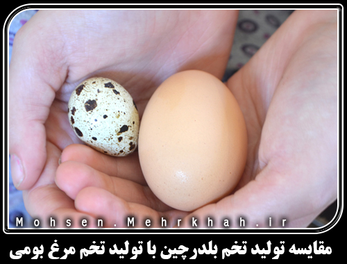 مقایسه تولید تخم بلدرچین با تولید تخم مرغ بومی
