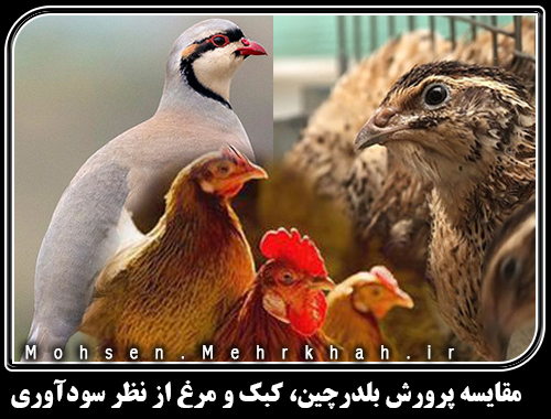 مقایسه پرورش بلدرچین، کبک و مرغ از نظر سودآوری