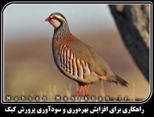 راهکاری برای افزایش بهرهوری و سودآوری پرورش کبک