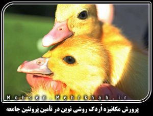 پرورش مکانیزه اردک روشی نوین در تأمین پروتئین جامعه