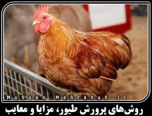 روشهای پرورش طیور، مزایا و معایب