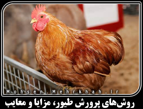 روش‌های پرورش طیور، مزایا و معایب