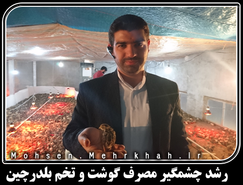 رشد چشمگیر مصرف گوشت و تخم بلدرچین در دهه اخیر