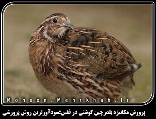 پرورش مکانیزه بلدرچین گوشتی در قفس؛سودآورترین روش پرورشی