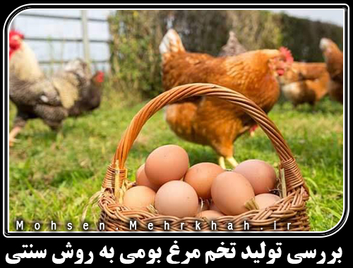 بررسی تولید تخم مرغ بومی به روش سنتی